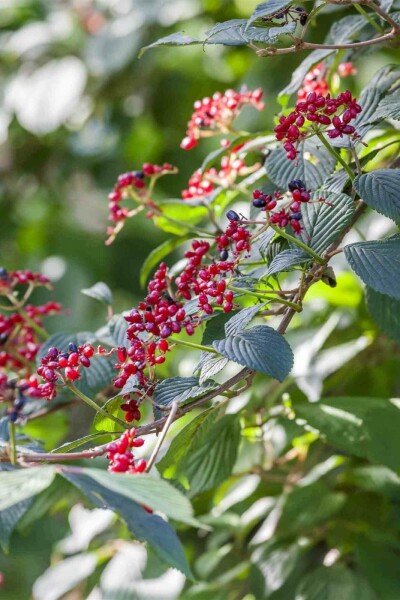 Wollige sneeuwbal Viburnum lantana struik 80-100 C5 Viburnum lantana struik 80-100 cm