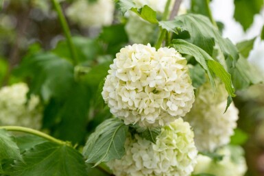 Gelderse roos Viburnum opulus 'Roseum' struik 30-40 C3 Viburnum opulus 'Roseum' struik 30-40 cm