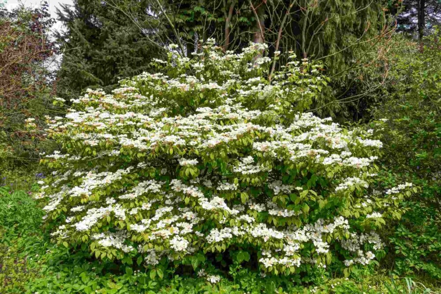 Japanse sneeuwbal Viburnum plicatum 'Kilimandjaro Sunrise' struik 50-60 C7 Viburnum plicatum 'Kilimandjaro Sunrise' struik 50-60 cm