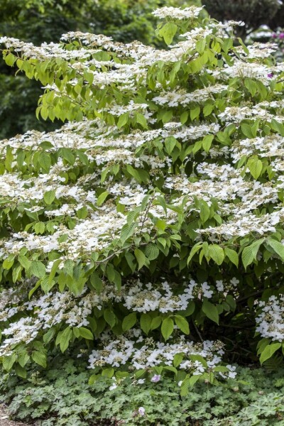 Viburnum plicatum 'Mariesii' C5 40-60