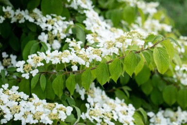 Viburnum plicatum 'Mariesii' C5 40-60