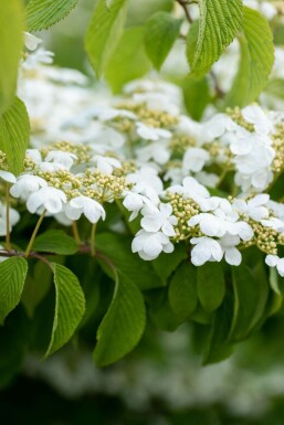 Viburnum plicatum 'Mariesii' C5 40-60