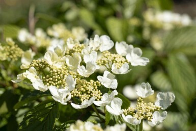 Viburnum plicatum 'Mariesii' C5 40-60