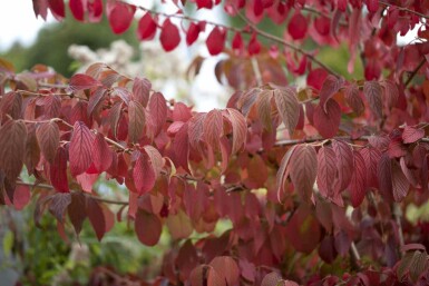 Viburnum plicatum 'Mariesii' C5 40-60