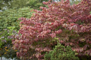 Viburnum plicatum 'Mariesii' C5 40-60