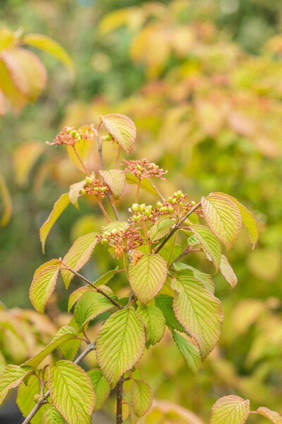 Viburnum plicatum 'Tomentosum' C5 50-60