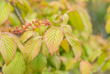 Viburnum plicatum 'Tomentosum' C5 50-60