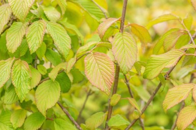 Viburnum plicatum 'Tomentosum' C5 50-60
