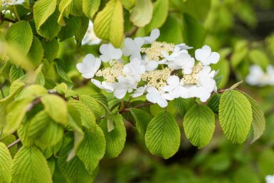 Viburnum plicatum 'Tomentosum' C5 50-60