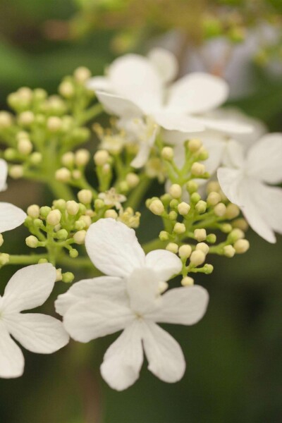 Viburnum plicatum 'Watanabe' C2,5 15-20