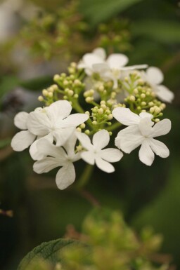 Viburnum plicatum 'Watanabe' C2,5 15-20