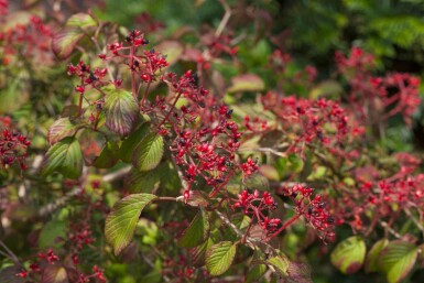 Viburnum plicatum 'Watanabe' C2,5 15-20