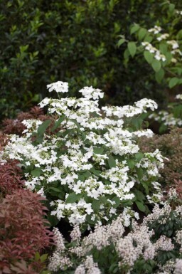 Viburnum plicatum 'Watanabe' C2,5 15-20
