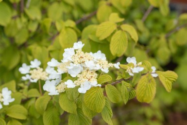 Viburnum plicatum 'Watanabe' C2,5 15-20