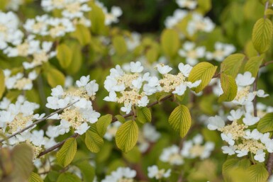 Viburnum plicatum 'Watanabe' C2,5 15-20