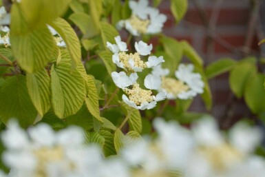 Viburnum plicatum 'Watanabe' C2,5 15-20