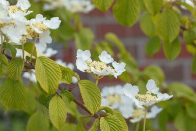 Viburnum plicatum 'Watanabe' C2,5 15-20