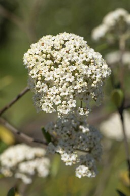 Viburnum 'Pragense' C12 60-80