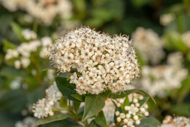 Viburnum 'Pragense' C12 60-80