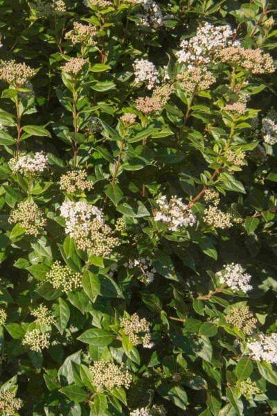 Viburnum tinus 'Eve Price' C3 40-50