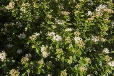 Viburnum tinus 'Eve Price' C3 40-50