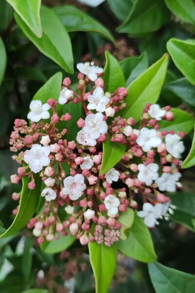 Viburnum tinus 'Spirit' C3 30-35