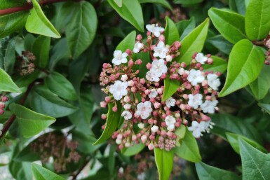 Viburnum tinus 'Spirit' C3 30-35