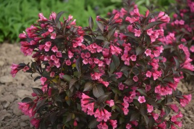 Weigela 'Naomi Campbell' struik 30-40 cm