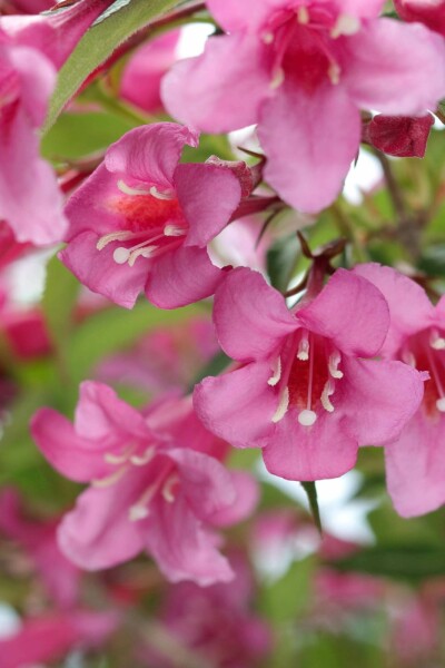 Weigela 'Rosea' C10 50-60