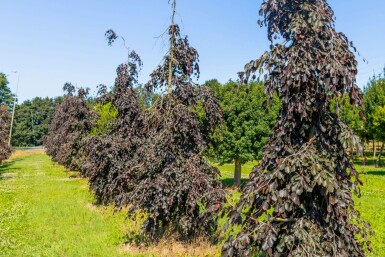 Bruine treurbeuk Fagus sylvatica 'Purple Fountain' Treurvorm Fagus sylvatica 'Purple Fountain' treurvorm