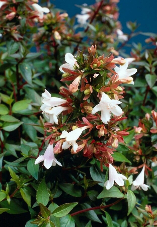 Abelia grandiflora Abelia grandiflora
