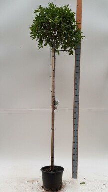 Photinia fraseri 'Red Robin' bolvorm 90cm stam