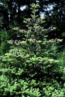 Koreaanse zilverspar Abies koreana Pot Abies koreana