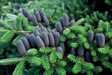 Koreaanse zilverspar Abies koreana Pot Abies koreana