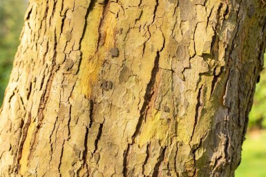Platanus x hispanica 'Alphen's Globe' bolvorm 16/18 225cm stam
