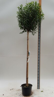 Sierkers Prunus x eminens 'Umbraculifera' Bolvorm Prunus x eminens 'Umbraculifera' bolvorm