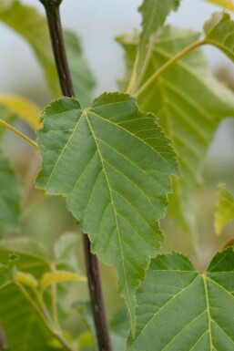 Acer davidii