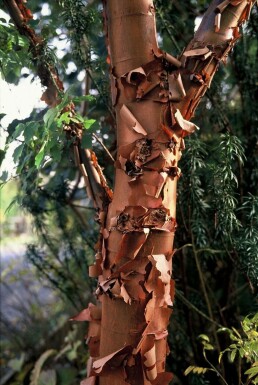 Papieresdoorn Acer griseum struik 60-80 C7,5 Acer griseum struik 60-80 cm