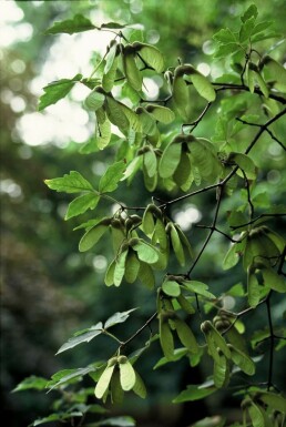 Acer griseum C7,5 60-80