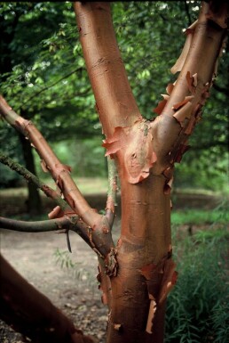 Acer griseum C7,5 60-80