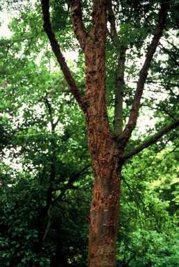 Acer griseum C7,5 60-80