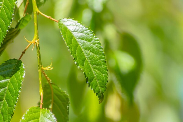Prunus serrulata 'Kiku-shidare-zakura' treurvorm 150cm stam