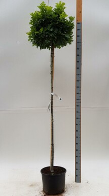 Quercus palustris 'Green Dwarf' hoogstam 20/25 225cm stam