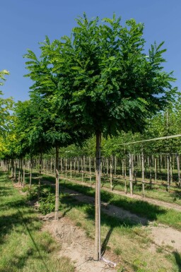Robinia pseudoacacia 'Umbraculifera' bolvorm