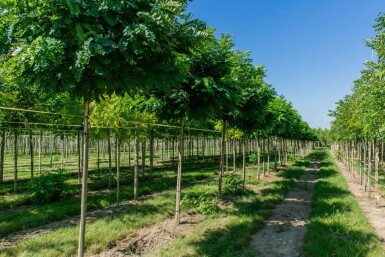 Robinia pseudoacacia 'Umbraculifera' halfstam 6/8 120cm stam