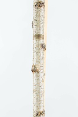 Bolacacia Robinia pseudoacacia 'Umbraculifera' Bolvorm stamomtrek 6-8 stamhoogte 120 P Robinia pseudoacacia 'Umbraculifera' halfstam 6/8 120cm stam