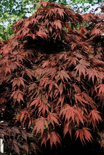 Acer palmatum 'Atropurpureum' C4 40-60