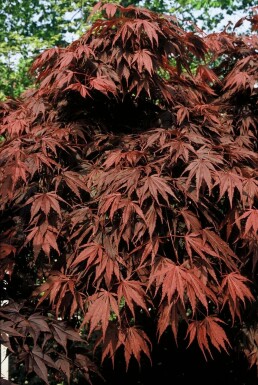 Acer palmatum 'Atropurpureum'