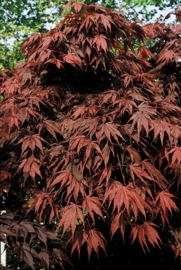 Japanse esdoorn Acer palmatum 'Atropurpureum' Pot Acer palmatum 'Atropurpureum' struik
