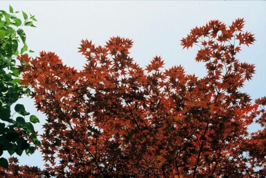 Acer palmatum 'Atropurpureum' C4 40-60